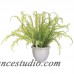 Rosecliff Heights Soft Fern Centerpiece in Ceramic Vase ROHE6069